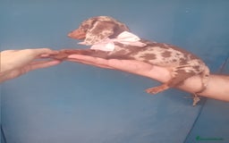 Teckel Miniatura perros en venta: hembritas cachorras de teckel  kaninchen  - Imagen 3