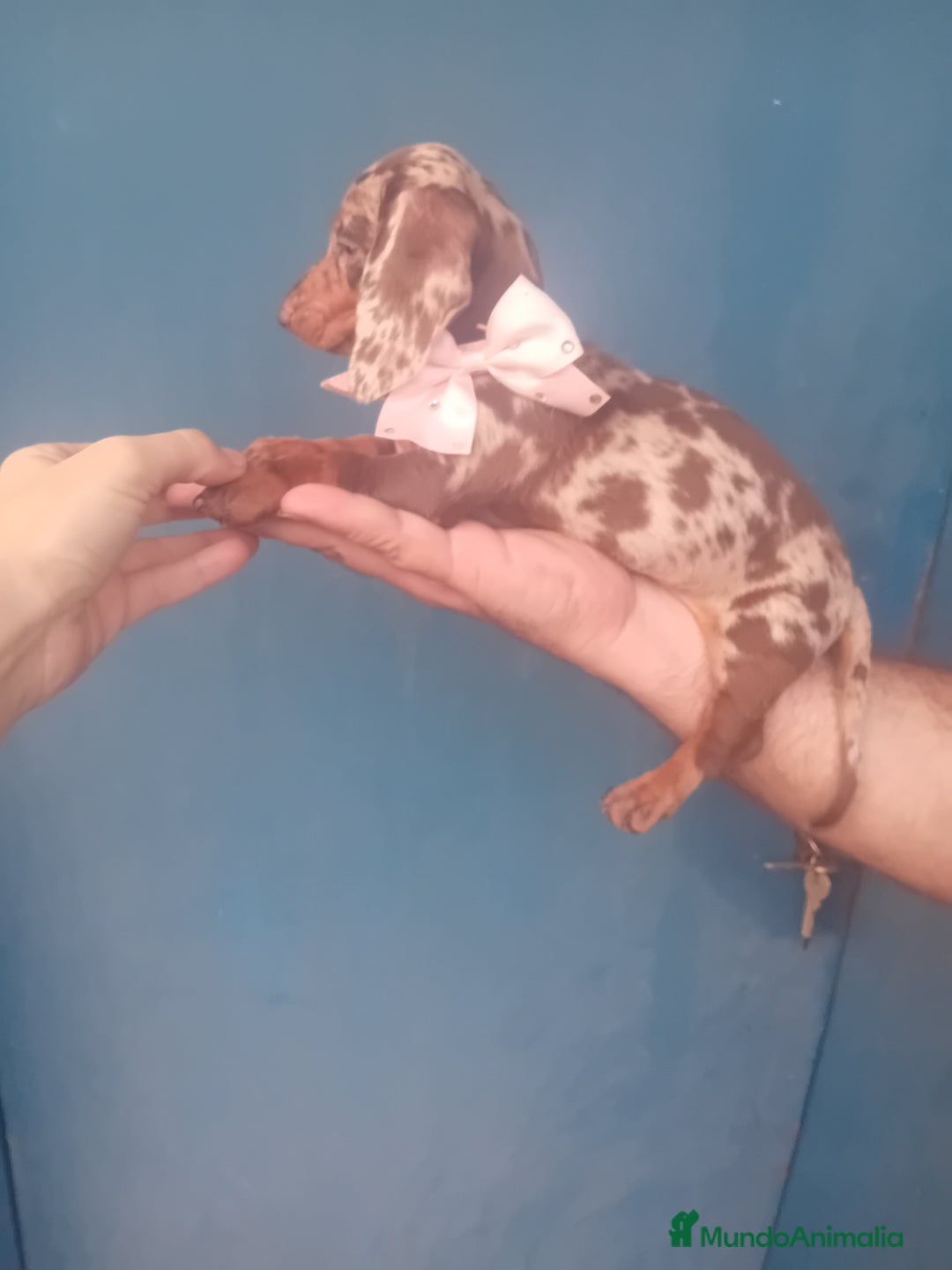 Teckel Miniatura perros en venta: hembritas cachorras de teckel  kaninchen  - Imagen 3