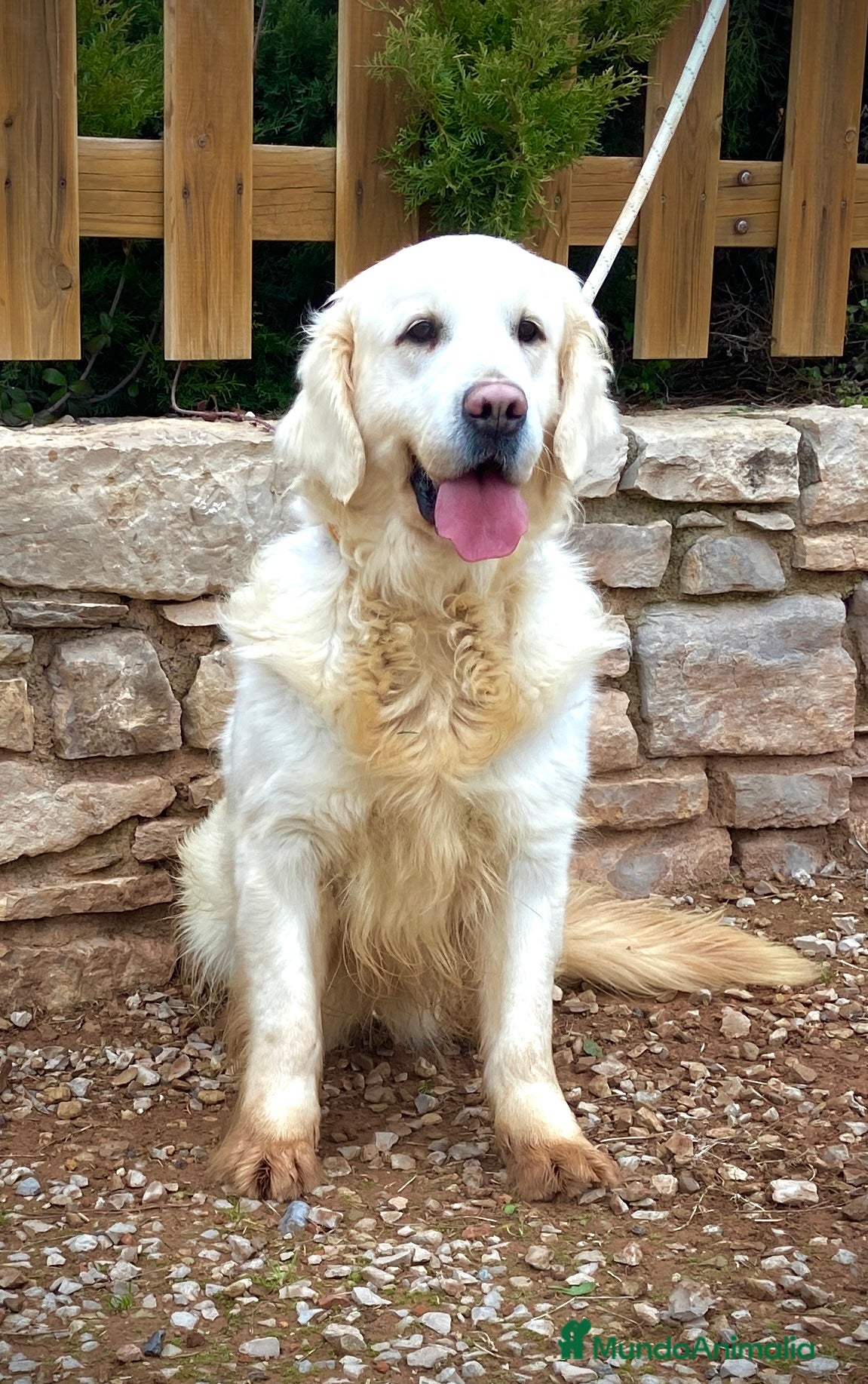Golden Retriever perros Golden Retriever en adopción - Anuncio 3
