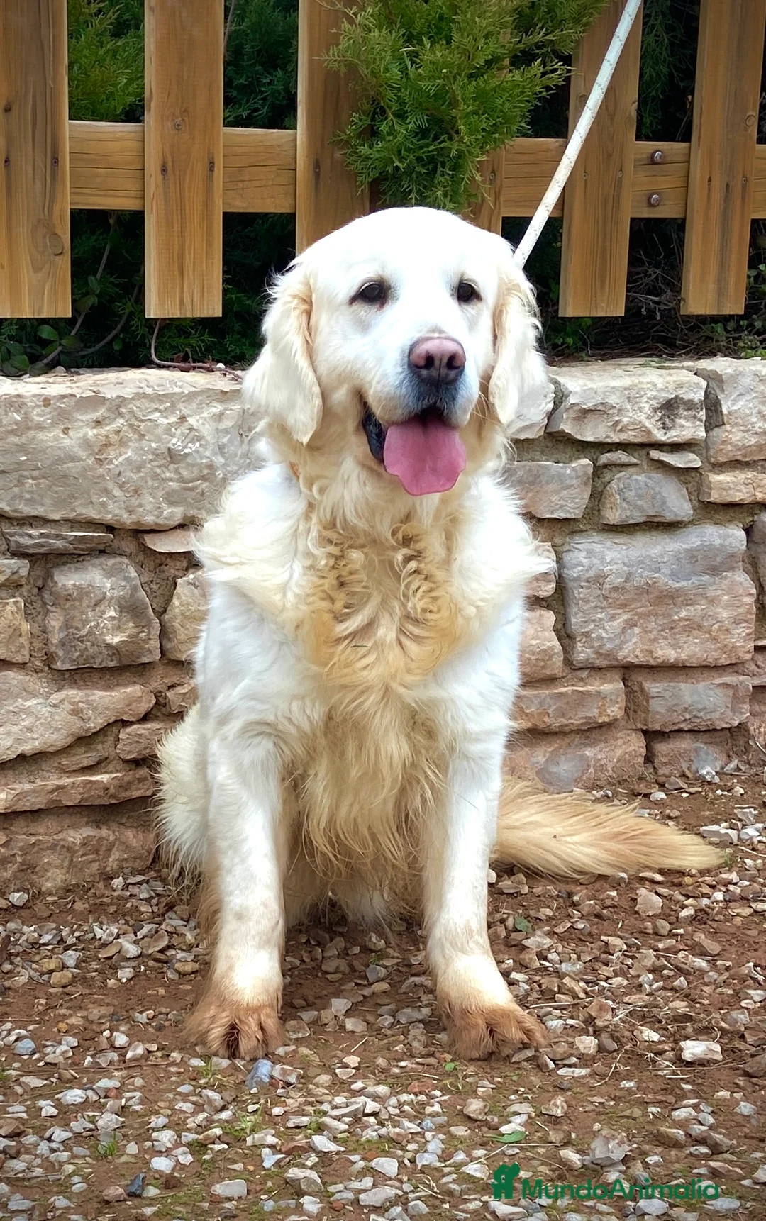 Golden Retriever perros en adopcion: Golden Retriever en adopción - Anuncio 1