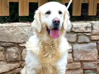 Golden Retriever perros Golden Retriever en adopción - Anuncio 3