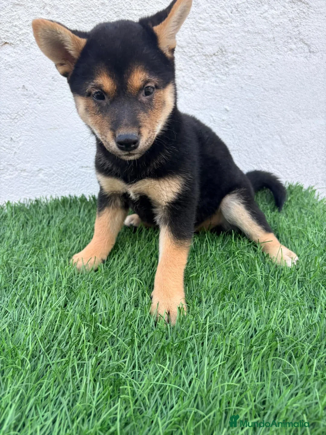 Shiba Inu perros en venta: Shiba Inu - Anuncio 1