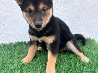 Shiba Inu perros Shiba Inu - Anuncio 3