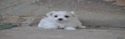 Bichón Maltés perros en venta: Preciosos cachorros  - Anuncio 2