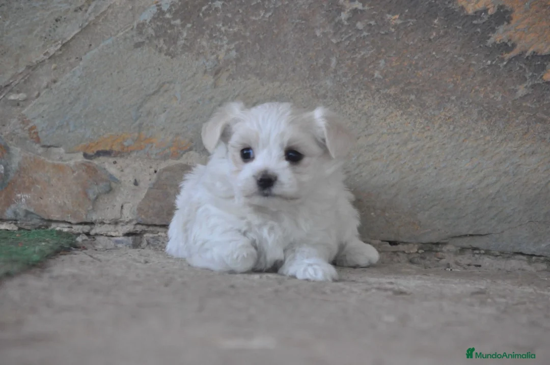 Bichón Maltés perros en venta: Preciosos cachorros  - Anuncio 2