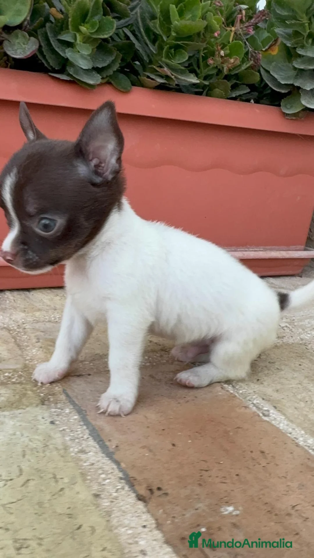Chihuahua perros en venta: CHIHUAHUA MACHO - Anuncio 10