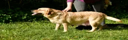 Labrador Retriever perros en venta: Cachorros de Labrador Retriever Negros - Anuncio 25