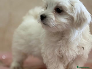 Bichón Maltés perros - Anuncio 11
