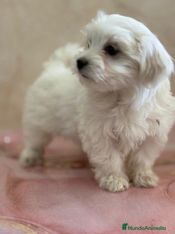 Bichón Maltés perros - Anuncio 12