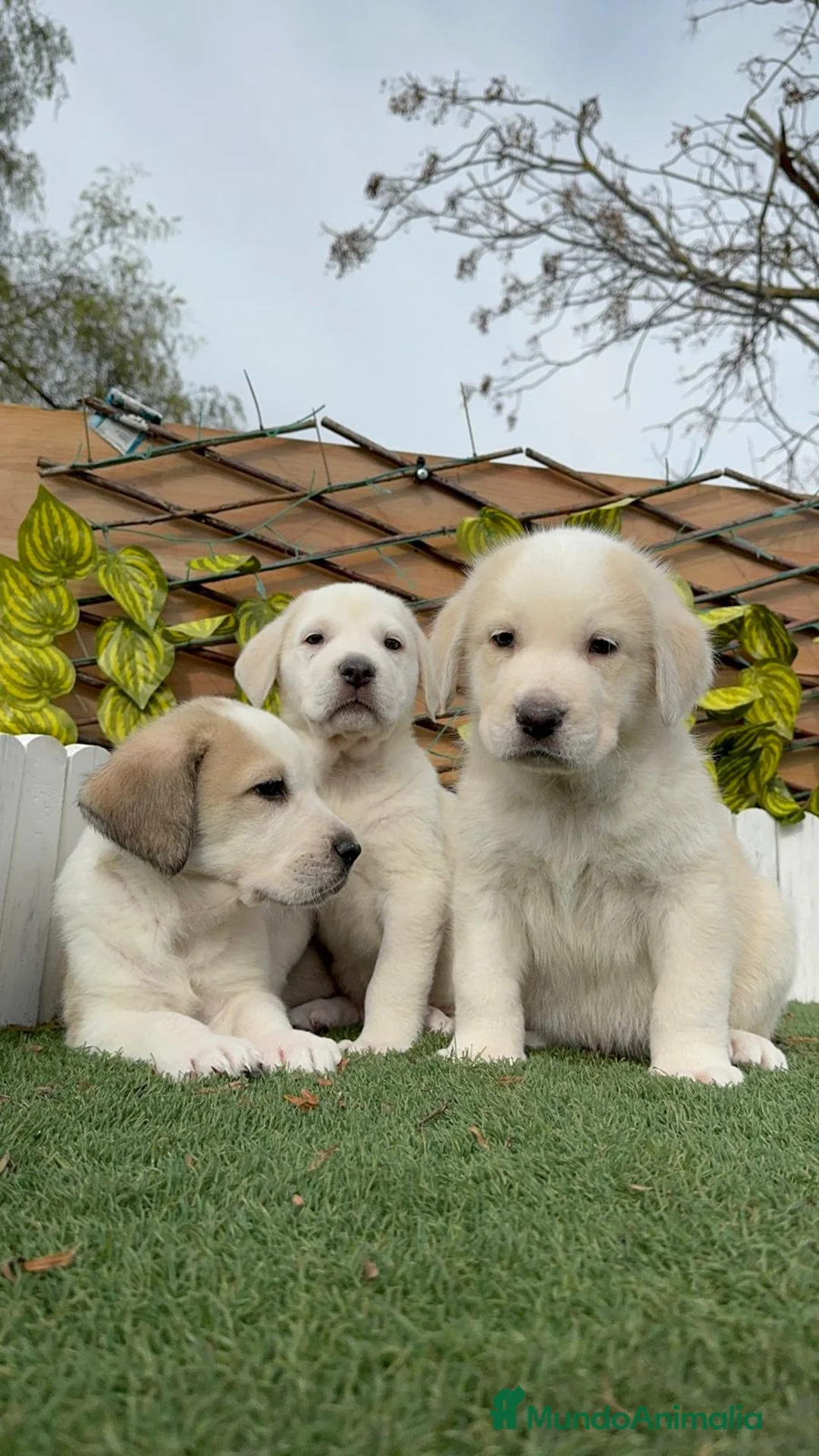 Mastín Español perros en venta: MASTIN ESPAÑOL MACHO - Anuncio 10