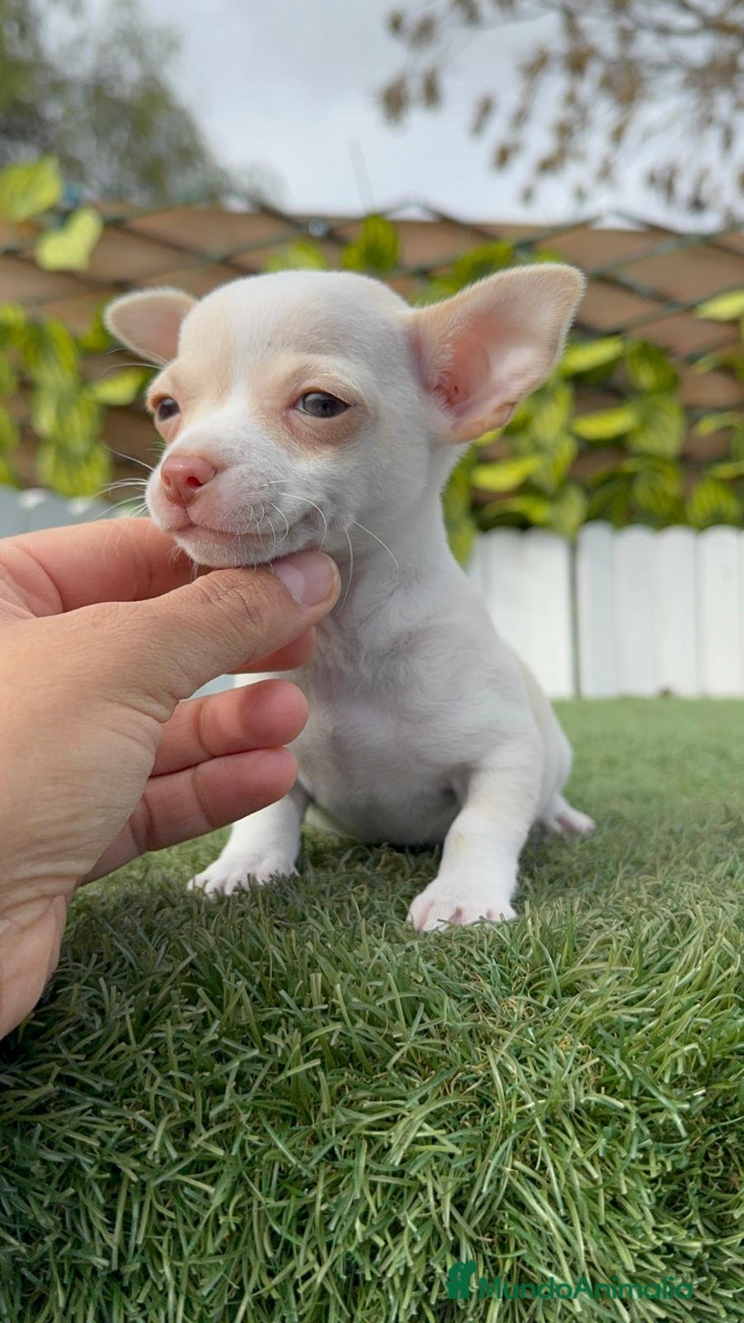 Chihuahua perros en venta: CHIHUAHUA MACHO - Anuncio 8