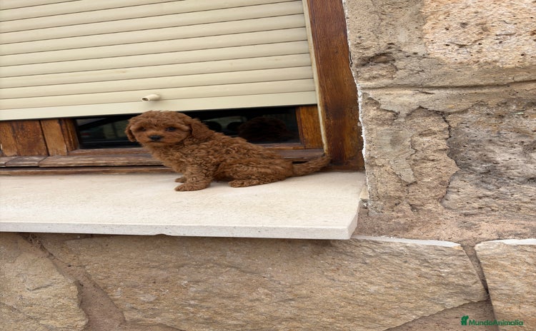 Caniche Toy perros - Anuncio 3