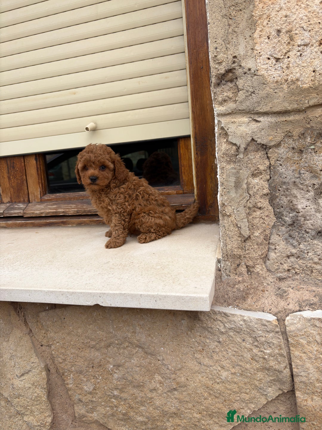 Caniche Toy perros en venta: Caniche toy - Imagen 1