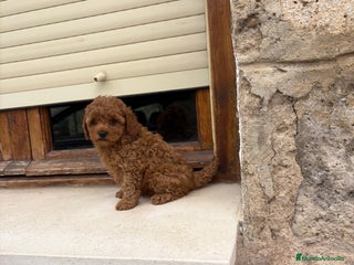 Caniche Toy perros - Anuncio 4
