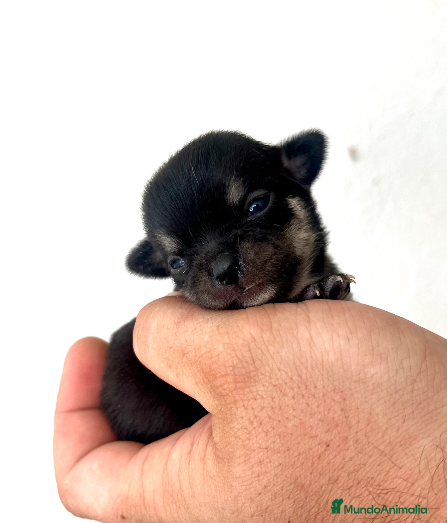 Chihuahua perros CHIHUAHUAS MACHO Y HEMBRA - Anuncio 2