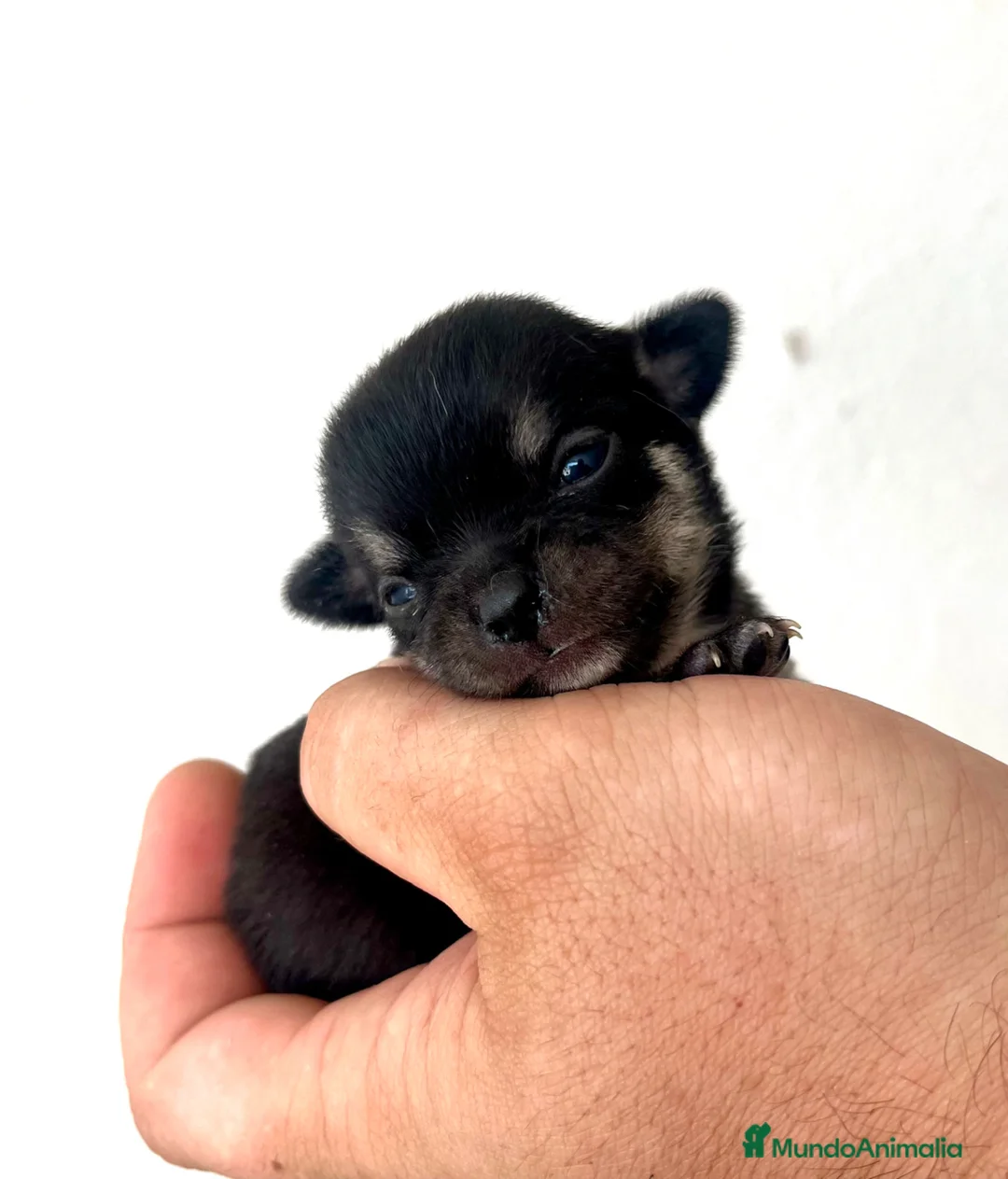 Chihuahua perros en venta: CHIHUAHUAS MACHO Y HEMBRA en Madrid - Anuncio 1