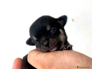 Chihuahua perros CHIHUAHUAS MACHO Y HEMBRA - Anuncio 2