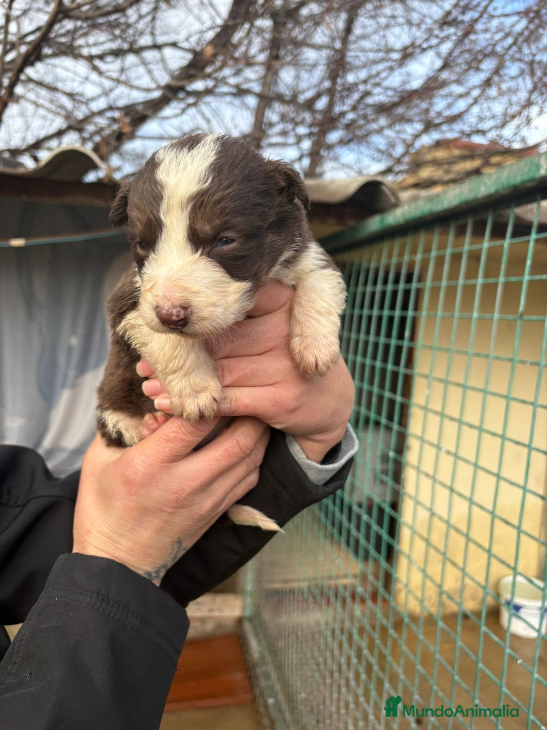 Border Collie perros en venta: Cachorro de Border Collie hembra chocolate  - Anuncio 13