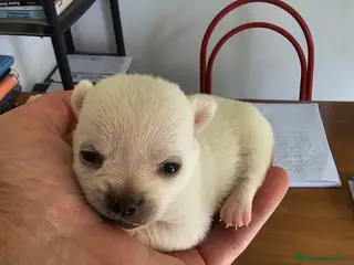 Chihuahua perros Chihuahuas mini toy - Anuncio 3