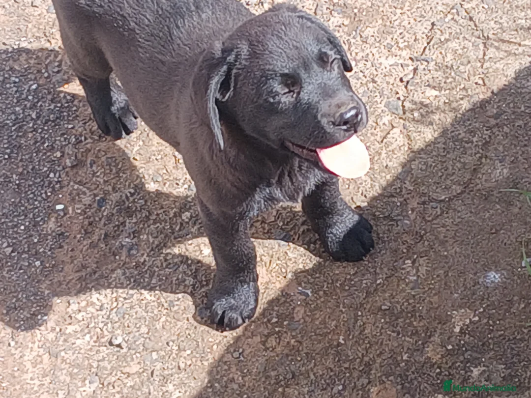 Labrador Retriever perros en venta: Cachorros Labrador Retriever Las Palmas / Tenerife - Anuncio 21