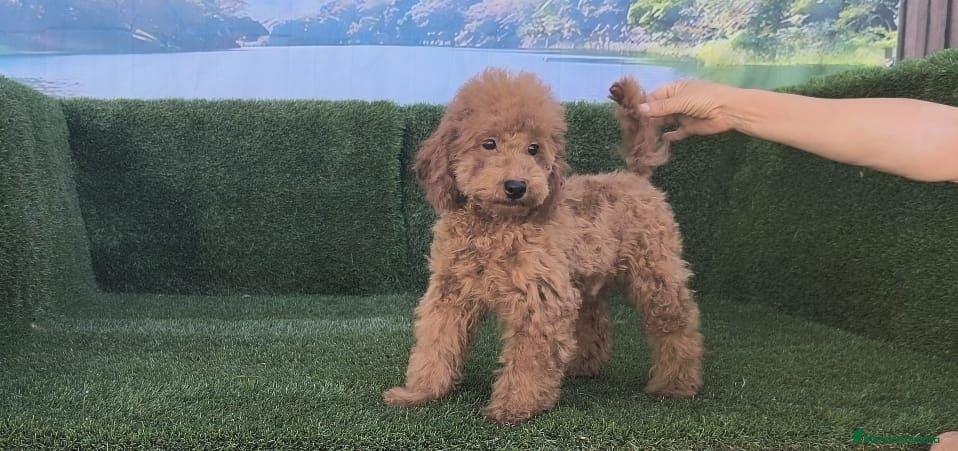 Caniche Enano perros Caniche enano - Anuncio 3