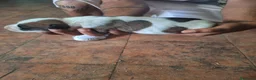 American Staffordshire-Terrier perros en venta: American Stafford  - Anuncio 21