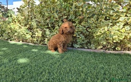 Caniche Toy perros en venta: CANICHE MACHO ROJO OPORTUNIDAD  - Imagen 2