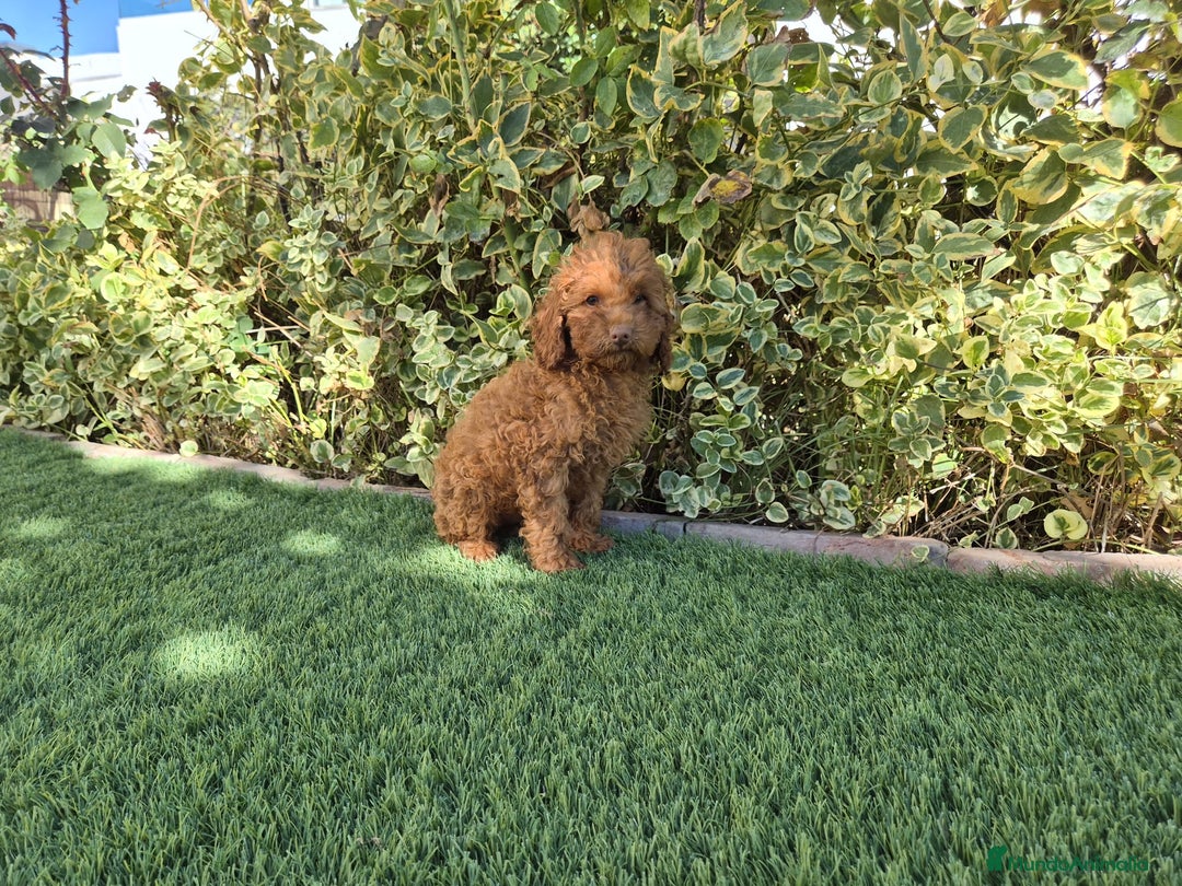 Caniche Toy perros en venta: CANICHE MACHO ROJO OPORTUNIDAD  - Imagen 2