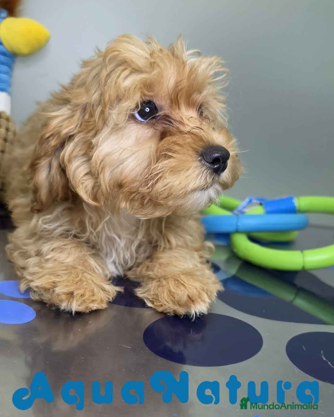 Havapoo perros Havapoo Hembra de Haya y Can 1929 AQUANATURA - Anuncio 1