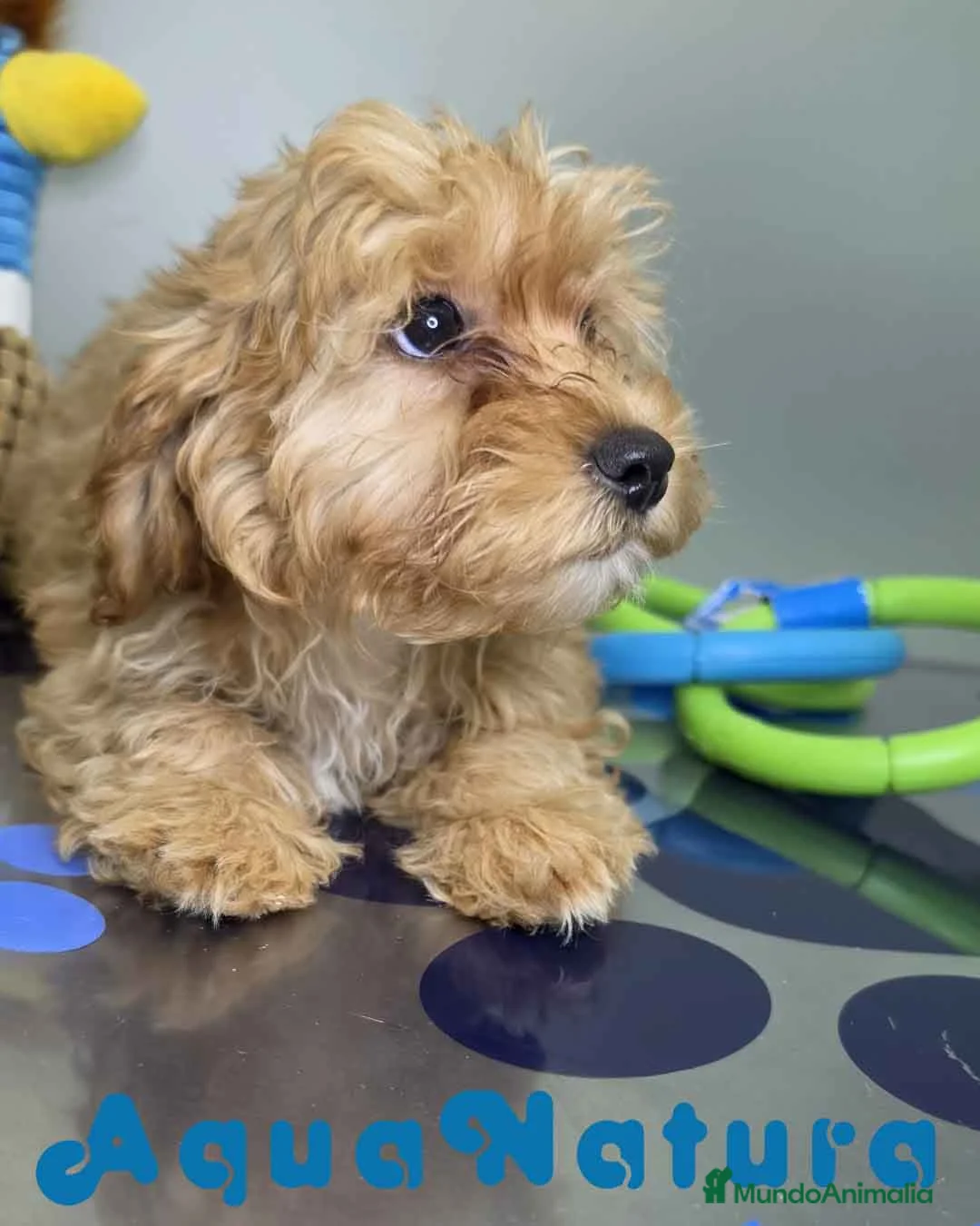 Havapoo perros en venta: Havapoo Hembra de Haya y Can 1929 AQUANATURA - Anuncio 1