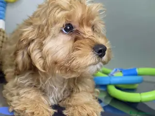 Havapoo perros Havapoo Hembra de Haya y Can 1929 AQUANATURA - Anuncio 1