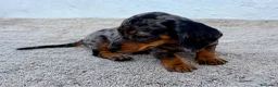 Teckel Miniatura perros en venta: Teckel kaninchen Arlequín  - Anuncio 15