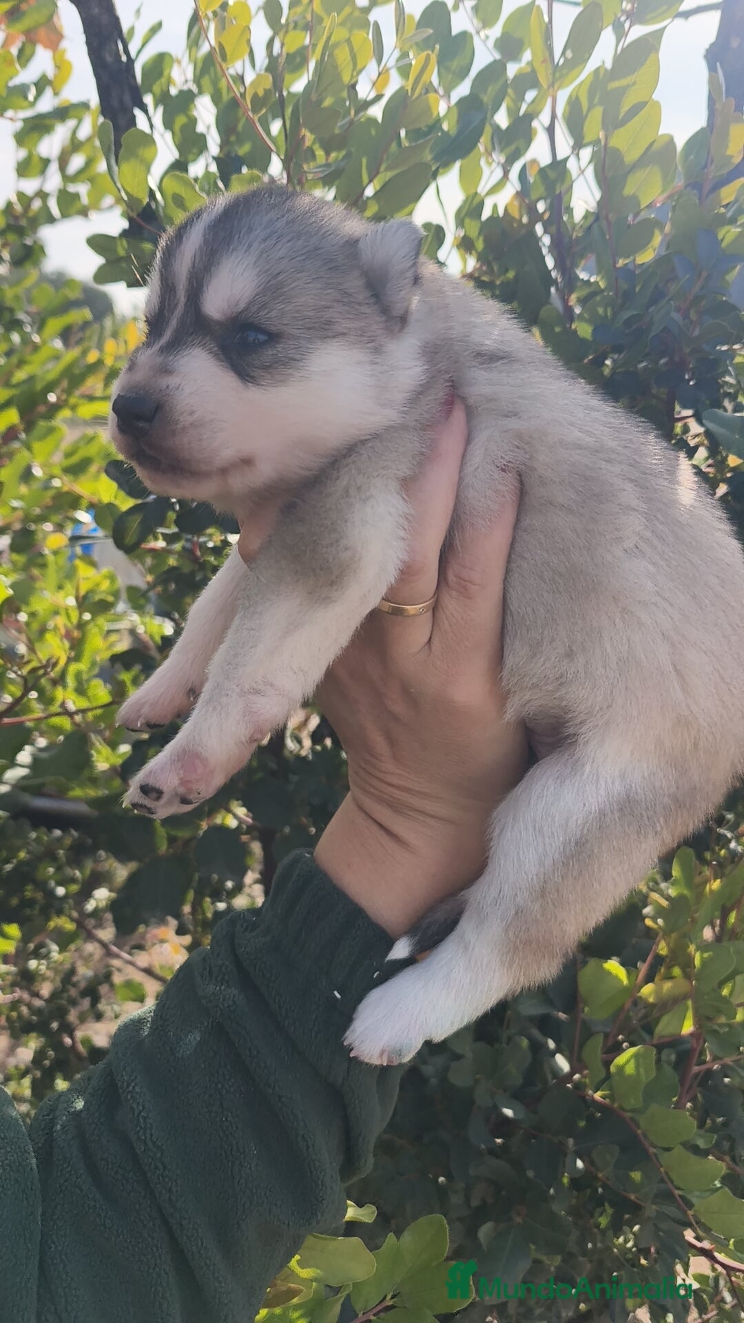 Husky Siberiano perros en venta: Husky SIBERIANO Macho y Hembra  - Anuncio 3