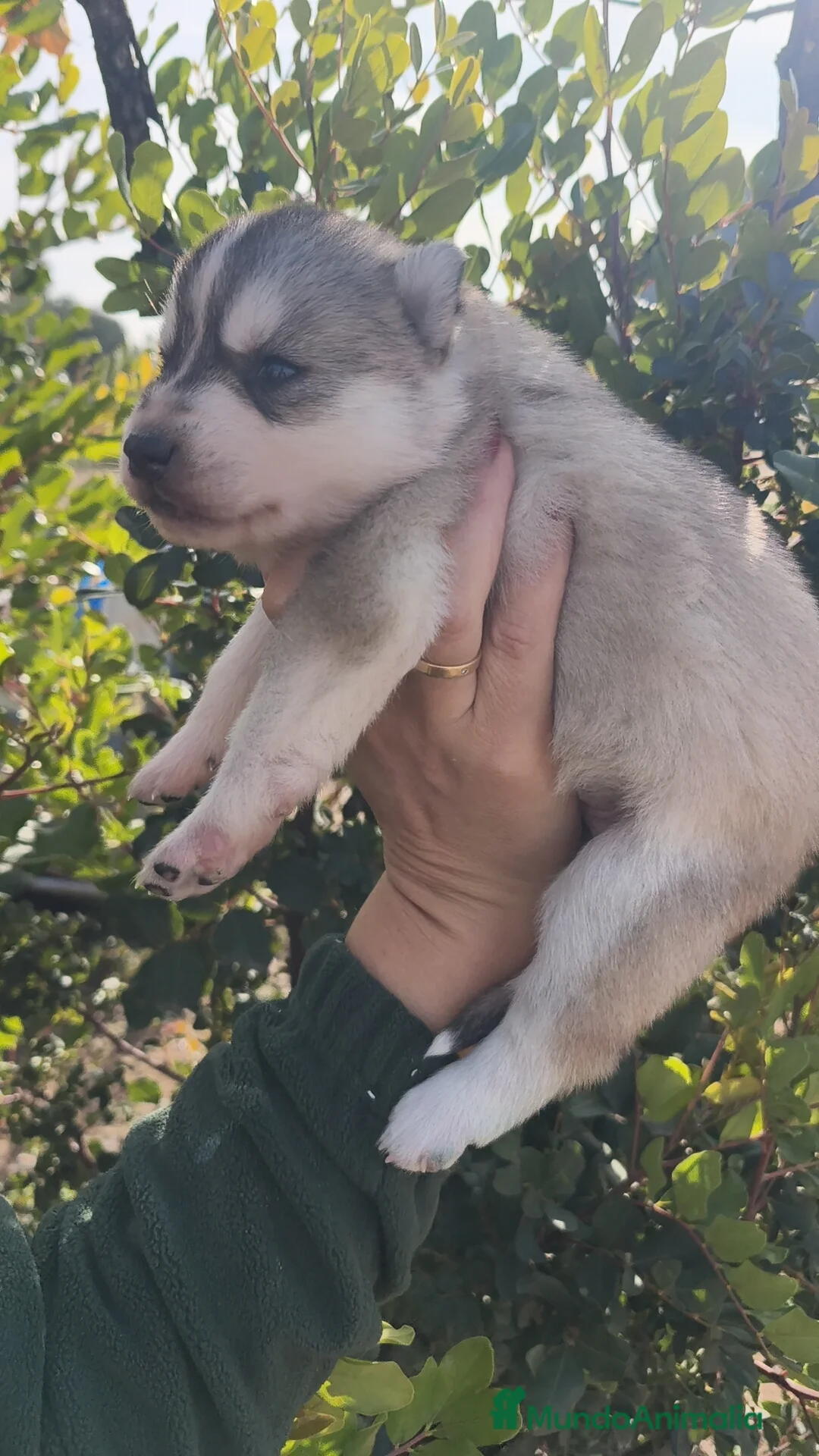 Husky Siberiano perros en venta: Husky SIBERIANO Macho y Hembra  - Anuncio 3