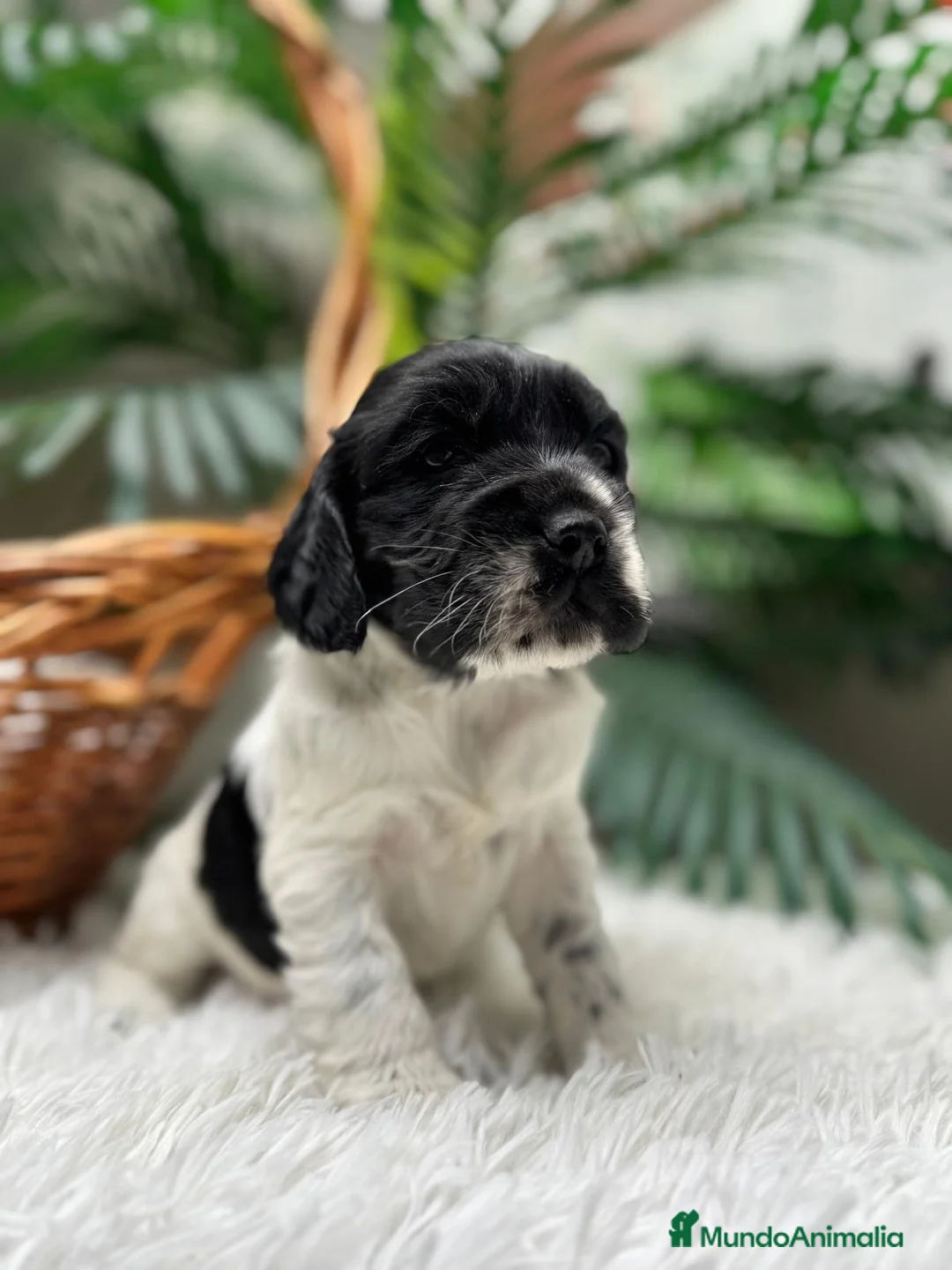 Cocker Spaniel Inglés perros en venta: COCKER SPANIEL INGLES - Anuncio 5