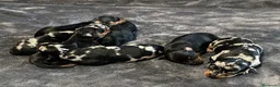 Pinscher Miniatura perros en venta: Pinscher Miniatura - Anuncio 5