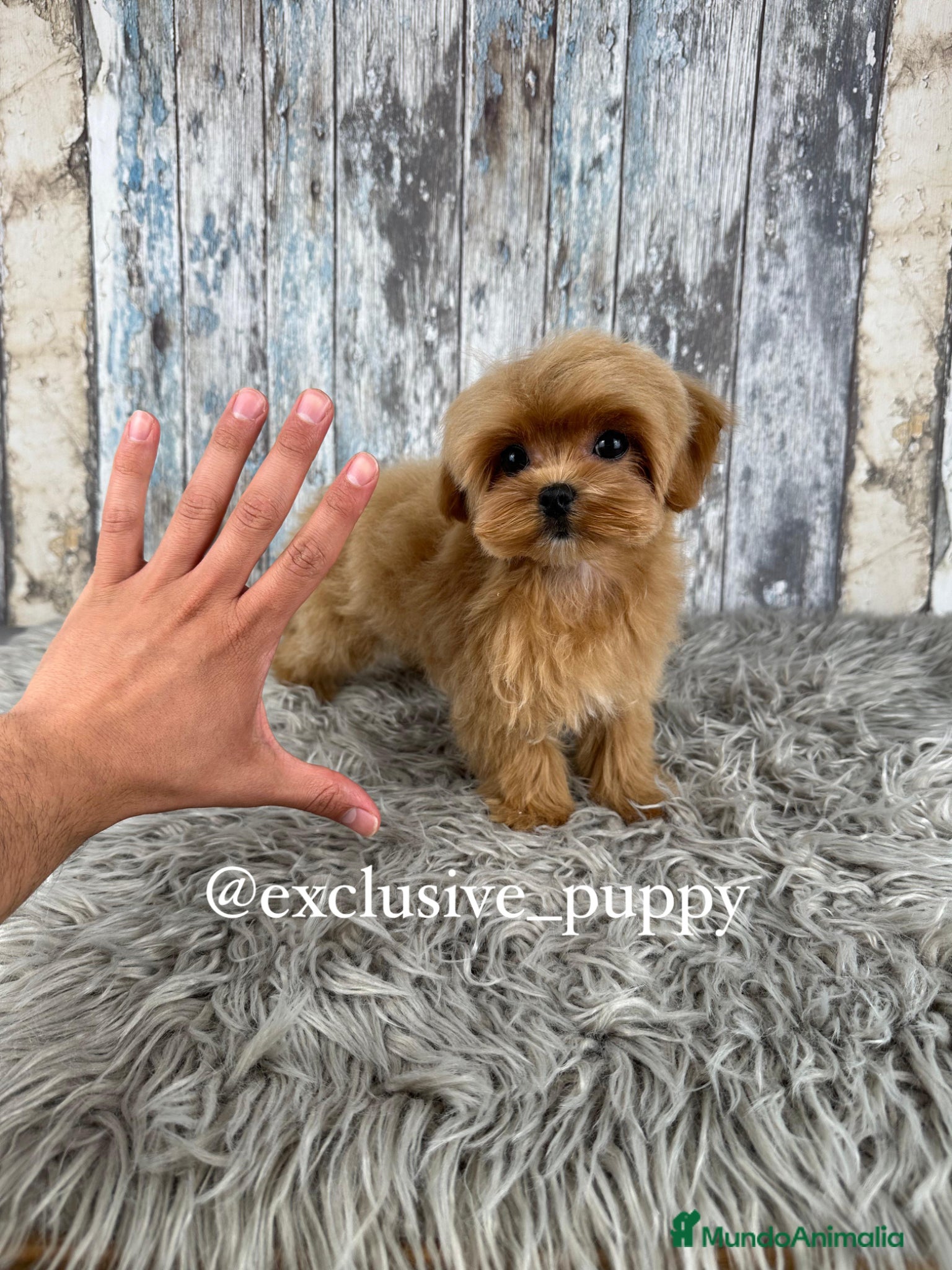Maltipoo perros en venta: 🏆 Exclusivo Maltipoo Miniatura Coreano  - Anuncio 3