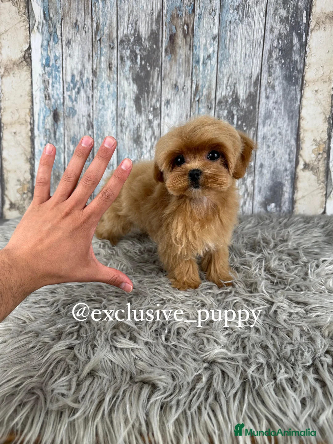 Maltipoo perros en venta: 🏆 Exclusivo Maltipoo Miniatura Coreano  - Anuncio 1