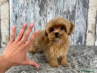 Maltipoo perros en venta: 🏆 Exclusivo Maltipoo Miniatura Coreano - Anuncio 3