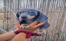 Teckel Miniatura perros en venta: Teckel precio real último macho  - Imagen 3