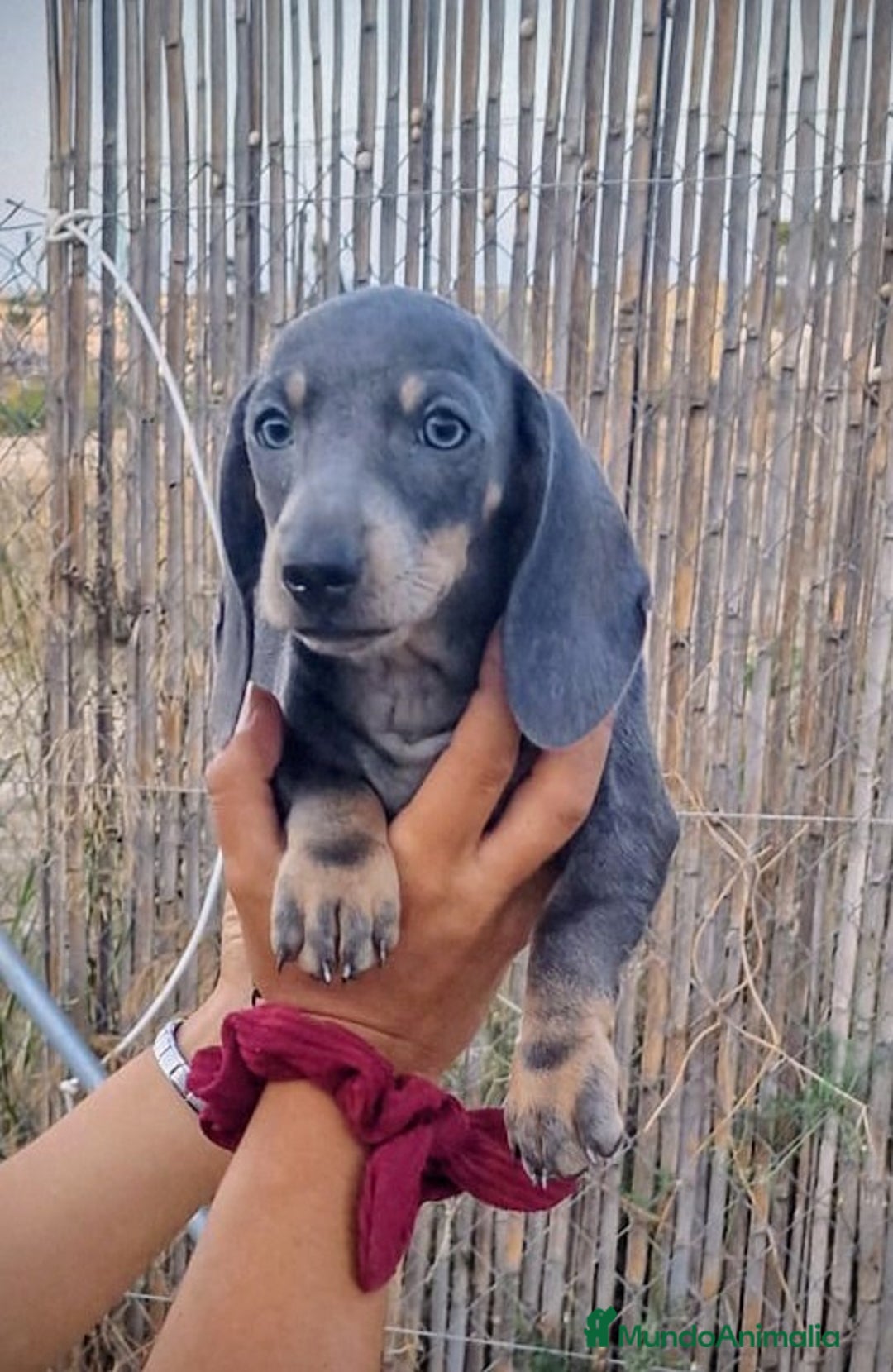 Teckel Miniatura perros en venta: Teckel precio real último macho  - Imagen 3