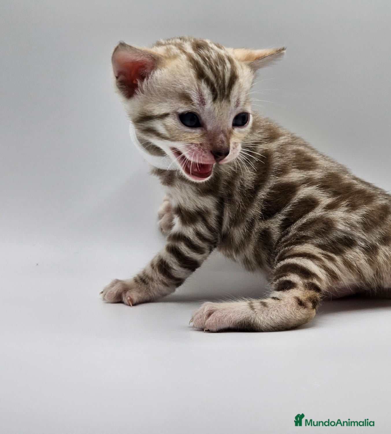 Bengalí gatos BENGALI HEMBRA SNOWN en Madrid - Anuncio 4