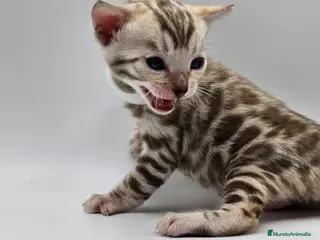 Bengalí gatos BENGALI HEMBRA SNOWN en Madrid - Anuncio 16
