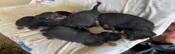 Rottweiler perros en venta: Cama de Rottweiler - Anuncio 8