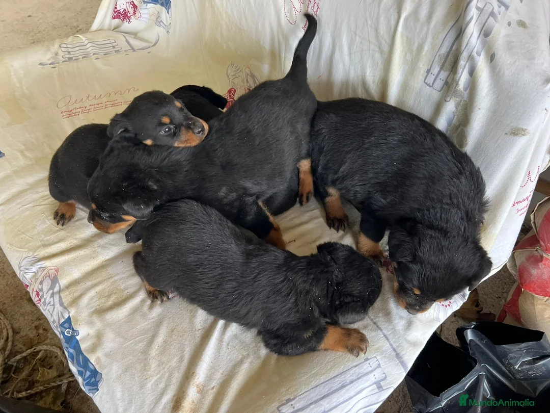 Rottweiler perros en venta: Cama de Rottweiler - Anuncio 8