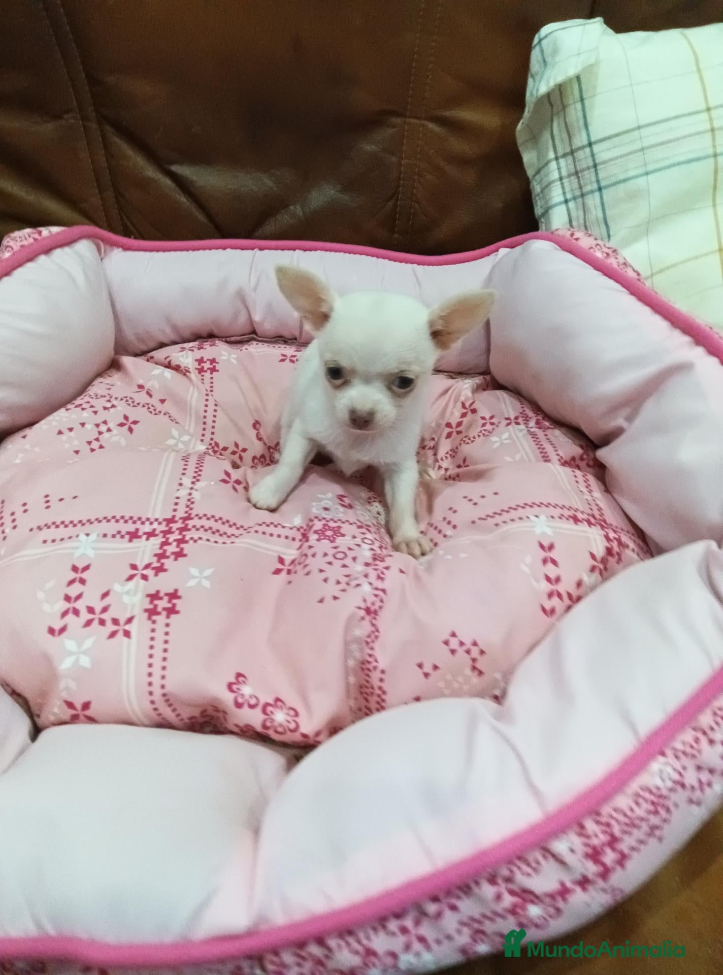 Chihuahua perros en venta: CHIHUAHUA TOY - Anuncio 1
