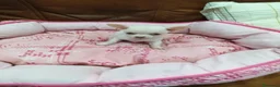 Chihuahua perros en venta: CHIHUAHUA TOY - Anuncio 1