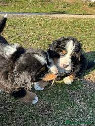 Boyero de Berna perros BOYERO DE BERNA - Anuncio 2