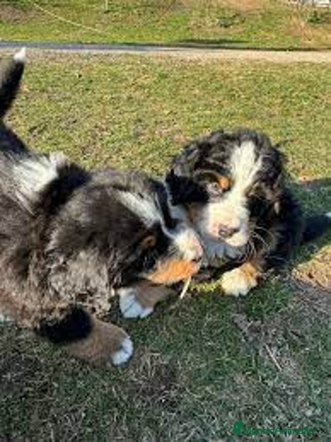 Boyero de Berna perros en venta: BOYERO DE BERNA - Anuncio 2