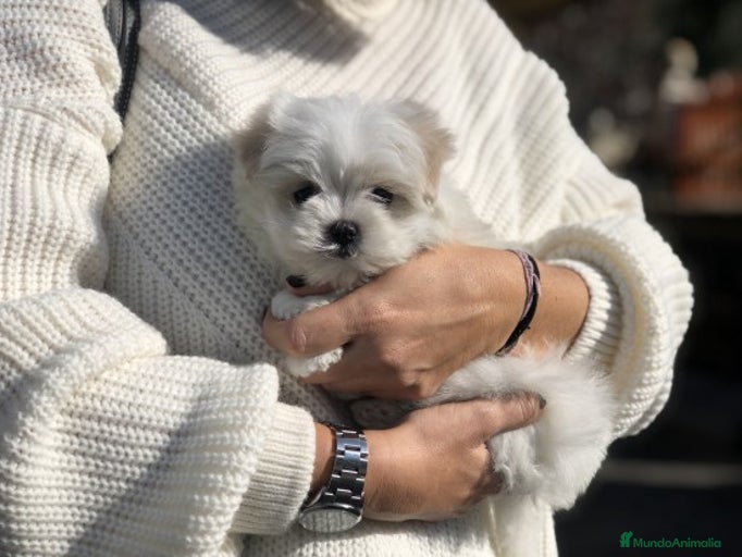 Imagen de galería {{count}}